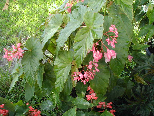 B. ‘Greg Ostaffe’